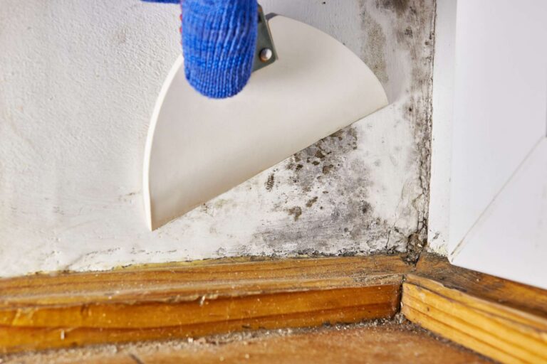 Close-up of mold damage along baseboard and wall corner, demonstrating professional mold remediation services by Paul Davis Restoration of Eastern Ohio.